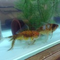 人懐っこい2匹の金魚です