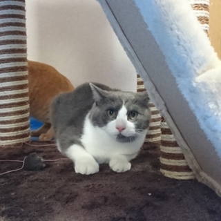 推定８ヶ月、デブちゃん雄猫ハチワレ、はーちゃん