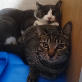 検査済、推定10ヶ月キジトラ雌猫、ちーちゃん