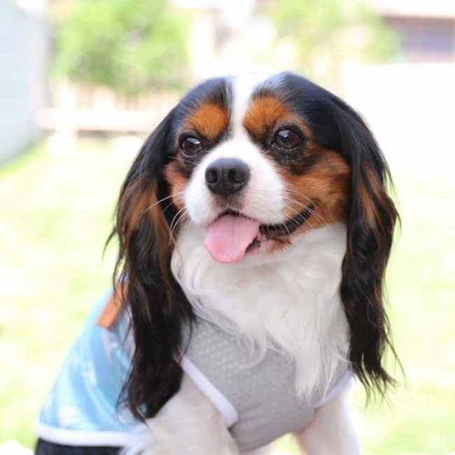 くりこりくのカバー写真