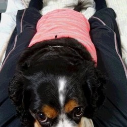 ホットドッグ？