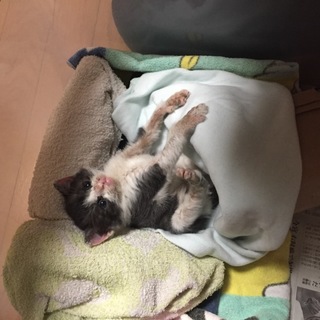 家族としてお迎えします！