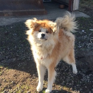 【一時保護中】わさお君似の秋田犬