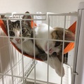 キジ三毛の美猫姉妹