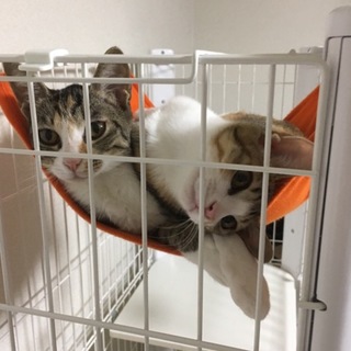 キジ三毛の美猫姉妹