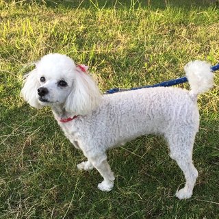 可愛がってくださる方募集します。