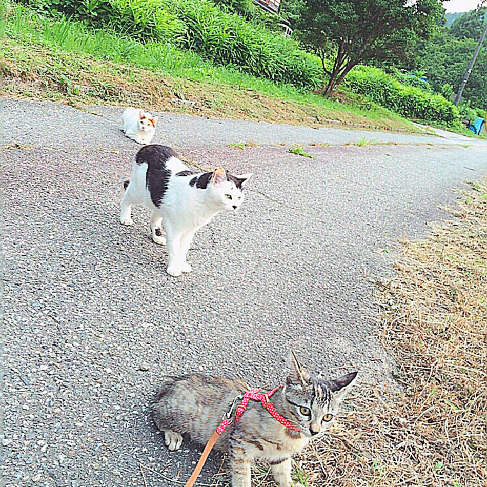 きなこのカバー写真