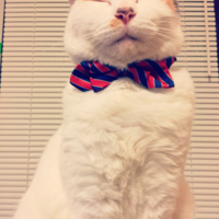 きなこ