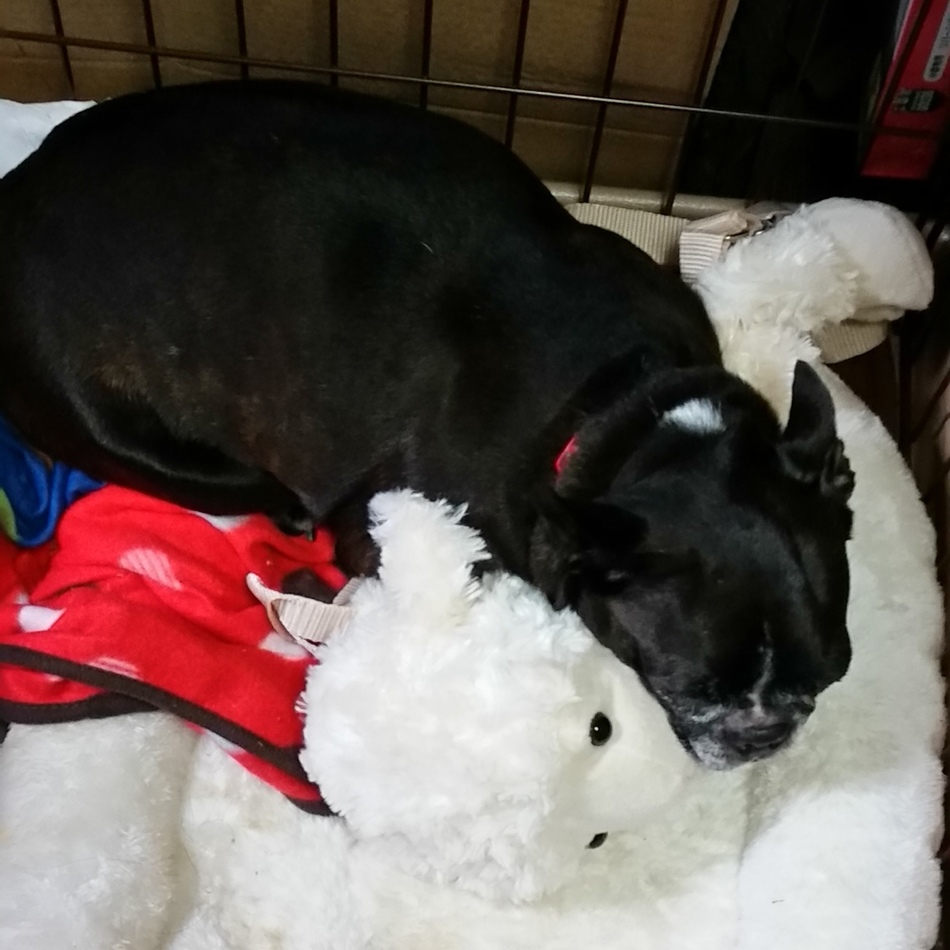 ねねのカバー写真