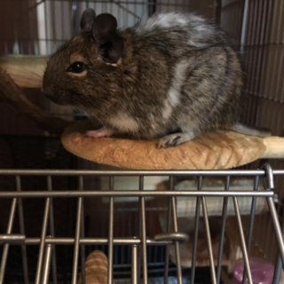 里親になって下さい