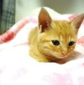 人懐っこい茶トラの子猫♪