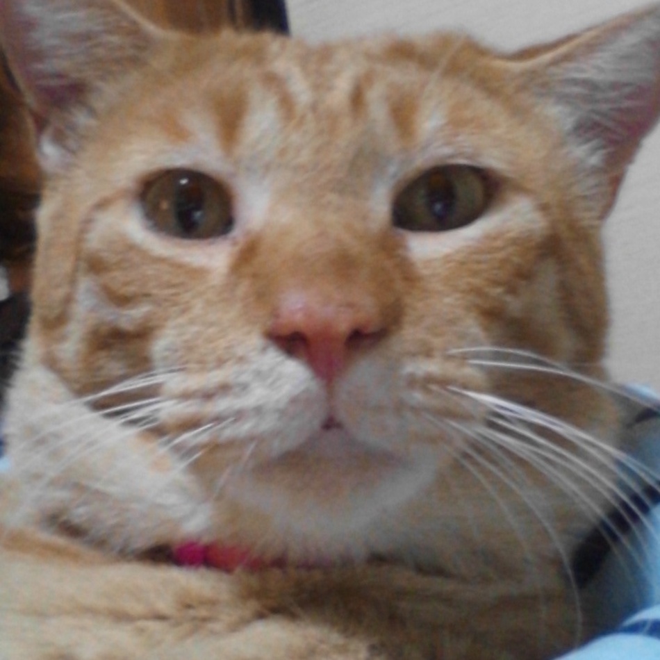 ヤナオカ　レオのカバー写真