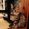 甘えん坊のフワフワ☆キジトラ君