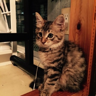 甘えん坊のフワフワ☆キジトラ君