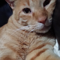 ヤナオカ　レオ