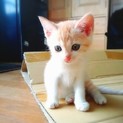 美人な薄茶白の子猫♪