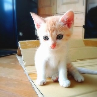 美人な薄茶白の子猫♪