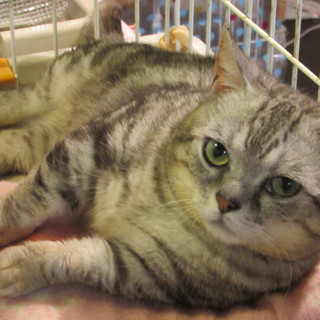 ちょっと訳あり。マンチ×アメショ