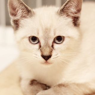 母乳で育てられ　元気な美猫3兄妹のスーちゃん