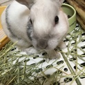 里親募集。ミニウサギです。