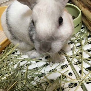 里親募集。ミニウサギです。