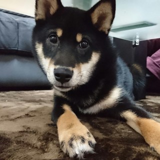 人懐っこい黒柴くんです