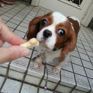 キャバリア　タマラ　５歳　ふわふわ癒し系の女の子