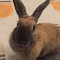 おフランさん