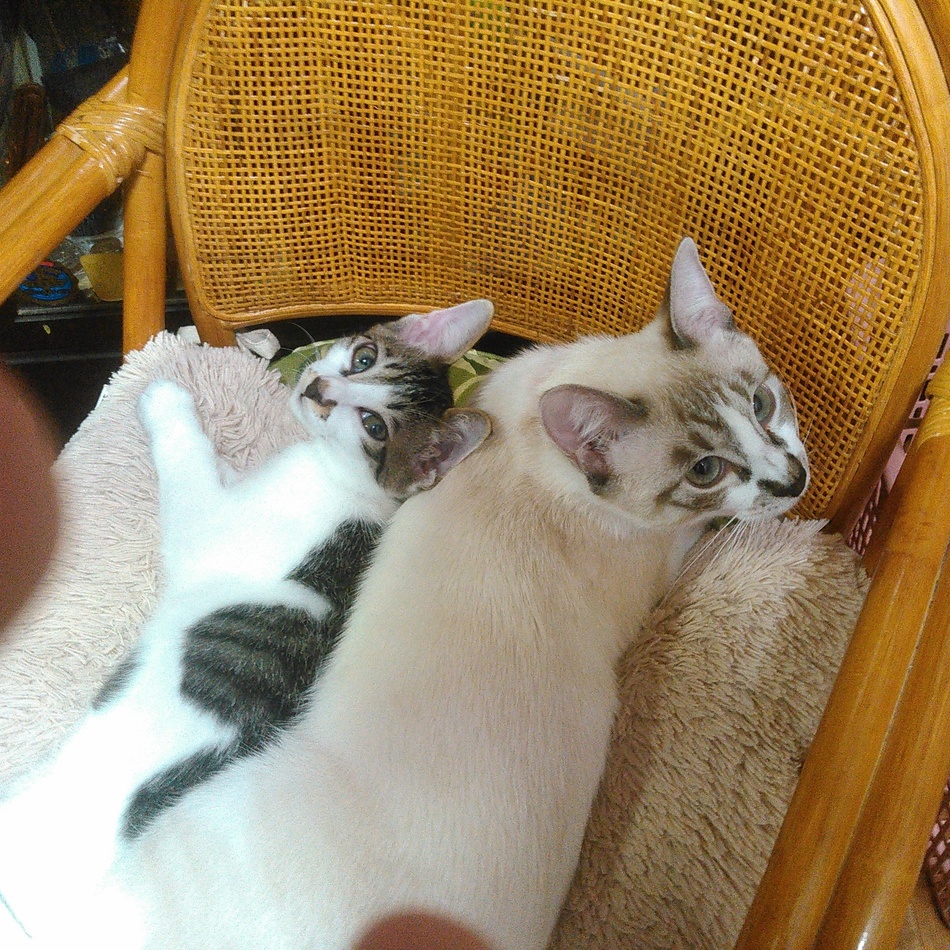 ごん太のカバー写真