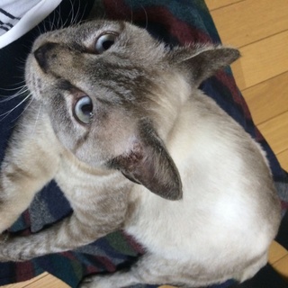 おっとりしてます