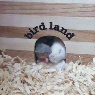 ジャンガリアンの赤ちゃん、あと２匹です❤