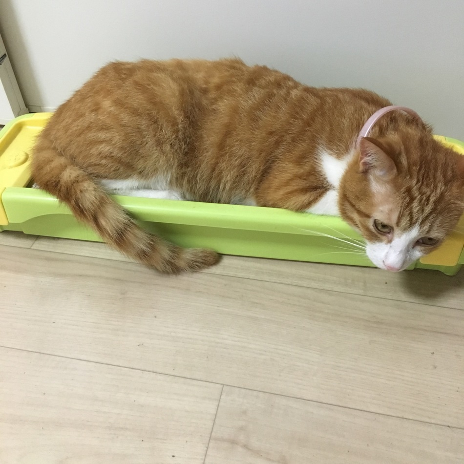チョコのカバー写真