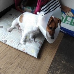 避妊手術が終わりました。