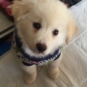 ありがとうございます。白クリームのビコちゃん