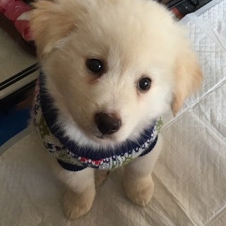 ありがとうございます。白クリームのビコちゃん