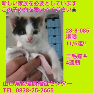 里親決定！ ありがとうございました!!