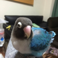 プー助