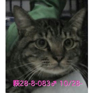 期限１１月３日迄!!  きれいな茶黒キジ男子！