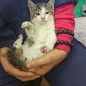 子猫里親募集！