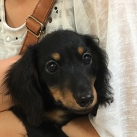 ダイズ