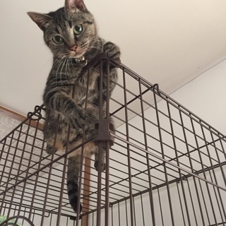 ♀猫里親募集！