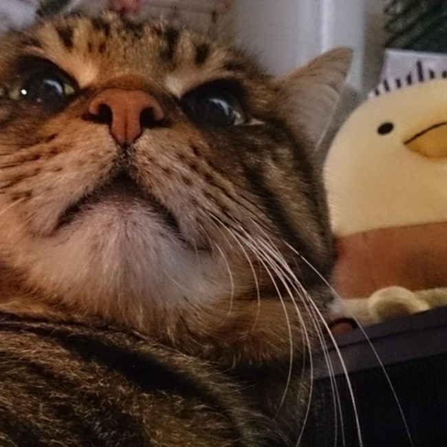 てん0726のカバー写真