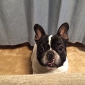 フレンチブル2歳男の子 里親募集