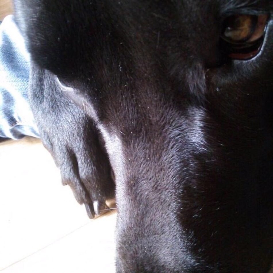 チャーリーのカバー写真