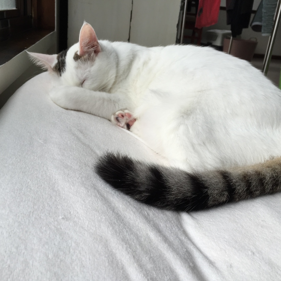 アンジーのカバー写真