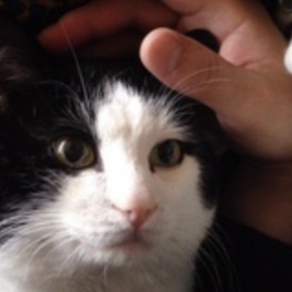 老猫ですが可愛いです。