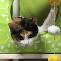 ぷく