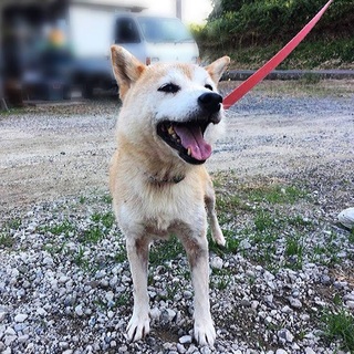 柴犬の飼い主さん募集‼️