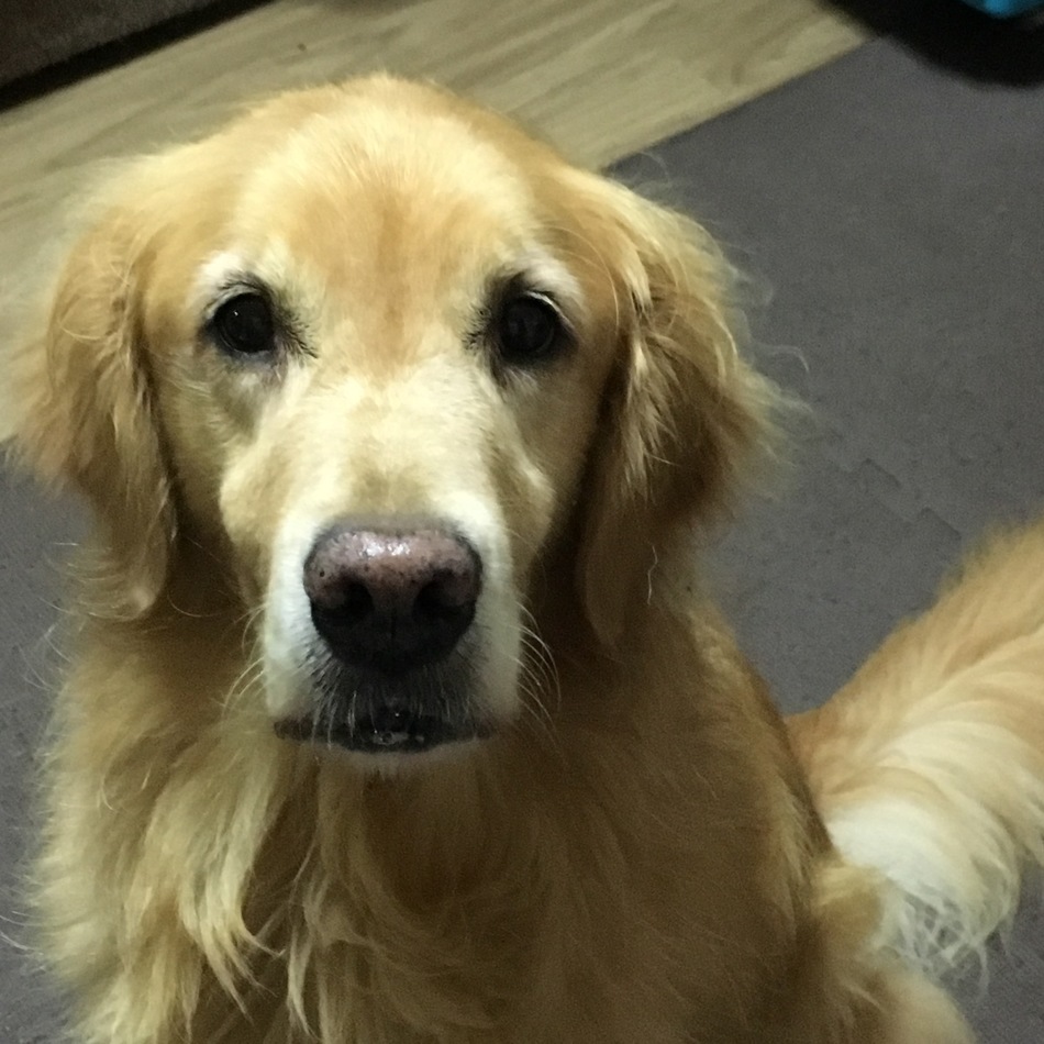 ルルーのカバー写真