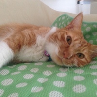 アメトリン龍馬